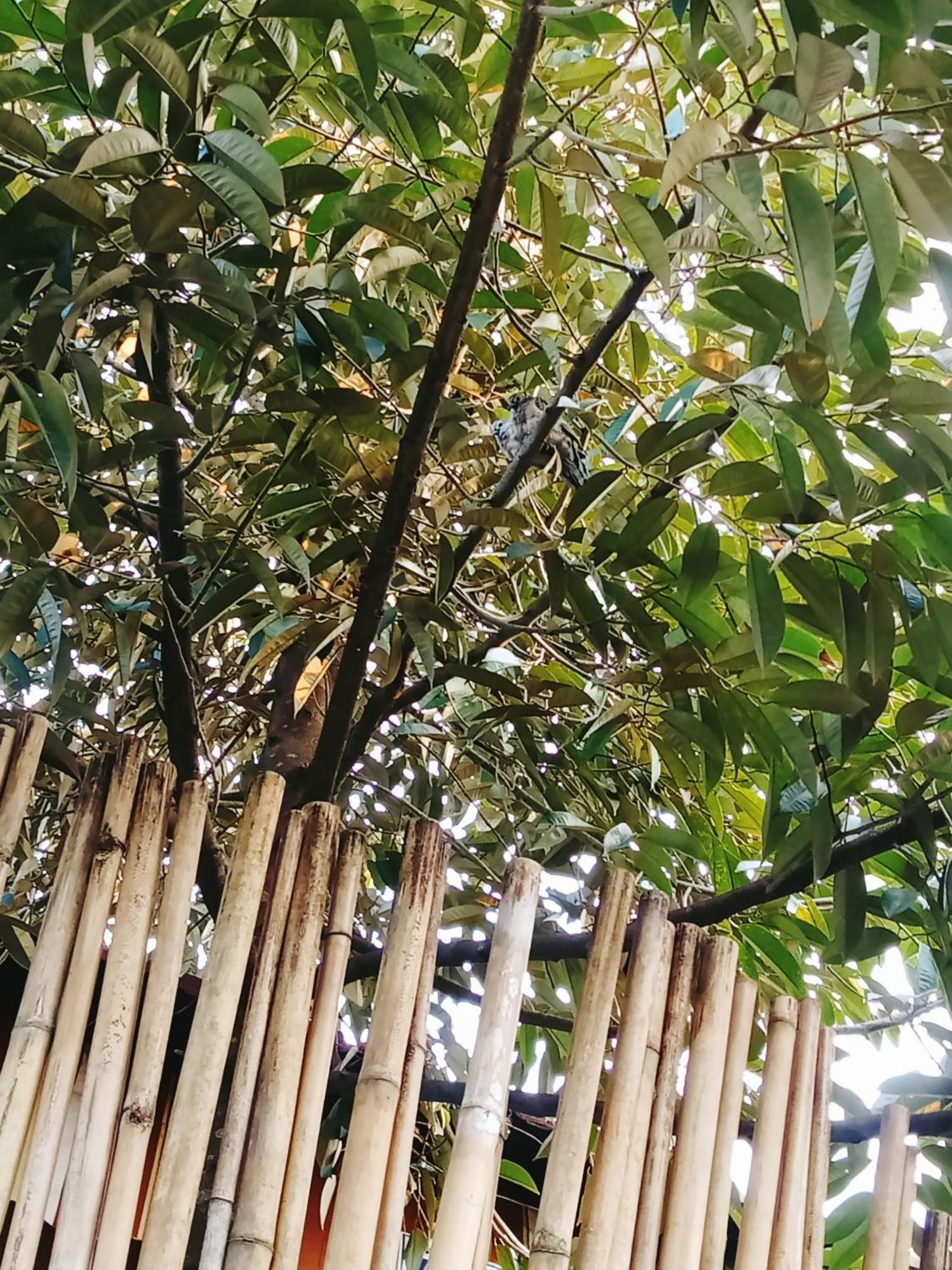 Go Chanh Homestay Cai Rang Exterior photo